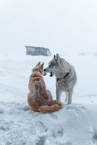 View of dogs on snow covered landscape during winter