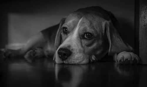 Close-up portrait of a dog looking away