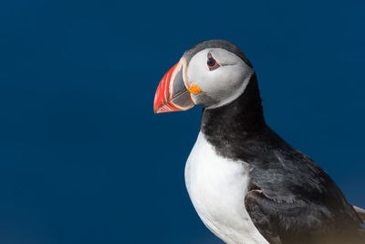Close-up of puffin against clear sky