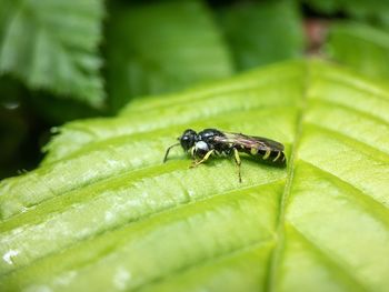 Close-up of fly on leaf
