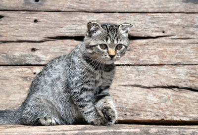 Portrait of cat sitting on wood