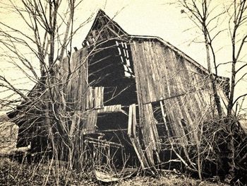 Bare trees in old building