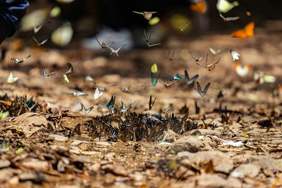Close-up of flowers growing on field