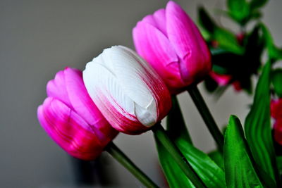 Close-up of pink tulip flower