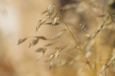 Close-up of stalks in field