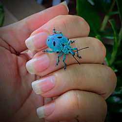 Close-up of human hand holding insect