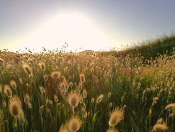 Crop growing in field