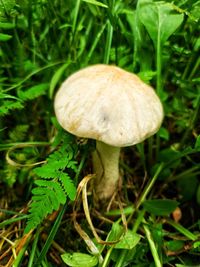 Close-up of mushroom growing on field