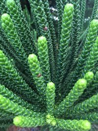 Close-up of succulent plant