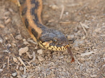 High angle view of lizard on land