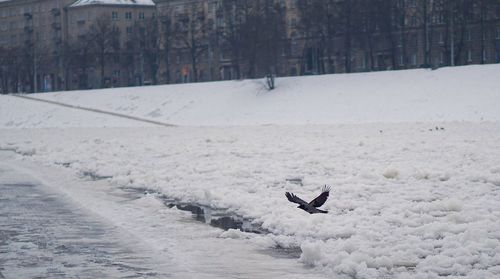 Bird flying over snow during winter