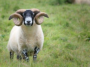 Portrait of horned sheep standing on grassy field