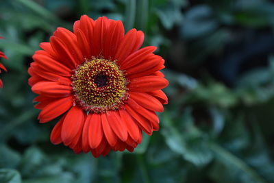 Close-up of red flower blooming outdoors