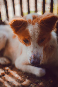 Shy dog close up