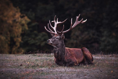 Deer sitting in a field