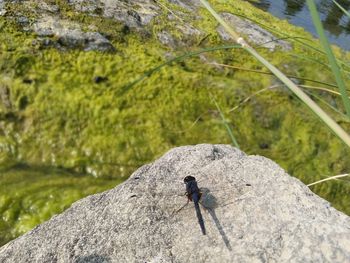 High angle view of insect on rock