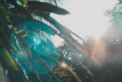 Low angle view of sunlight streaming through tree against sky