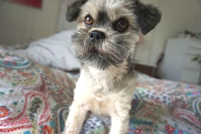 Portrait of dog lying down on bed at home