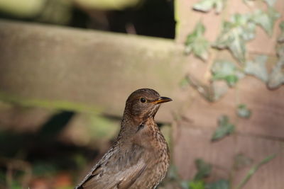 Close-up of a bird looking away