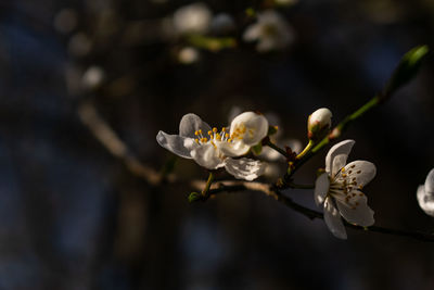 Close-up of white cherry blossom