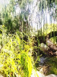 Scenic view of lake amidst trees in forest