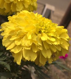 Close-up of yellow flowers blooming outdoors