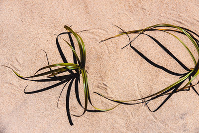 High angle view of plant on land
