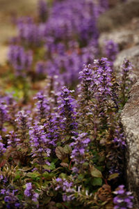 Close-up of purple flowering plants on field