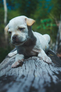 Close-up of a dog