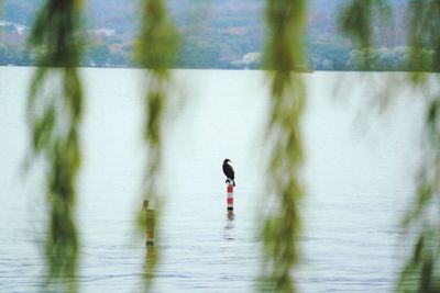 Full length of man standing on lake