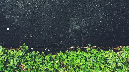 Plants growing on field at night