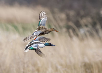 Male and female shoveler ducks in flight.
