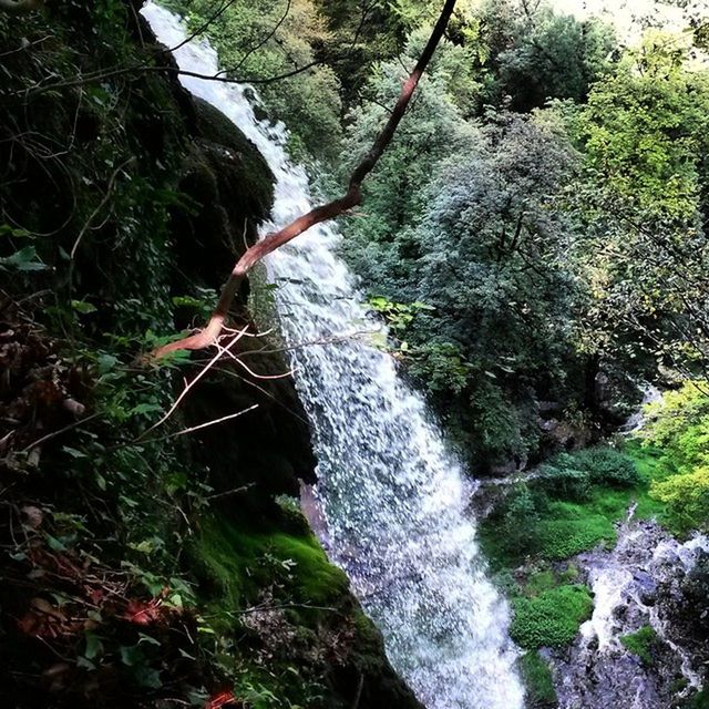 tree, water, forest, nature, growth, branch, plant, rock - object, moss, beauty in nature, high angle view, green color, outdoors, day, stream, tranquility, river, no people, motion, flowing water