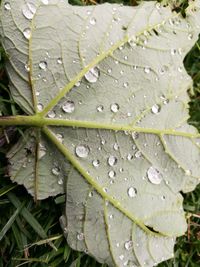 Close-up of raindrops on leaf