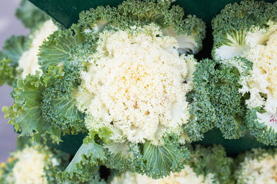 Close-up of white flowering plant