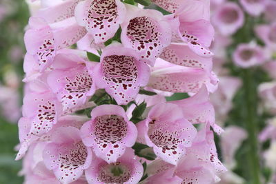 Close-up of pink succulent plant