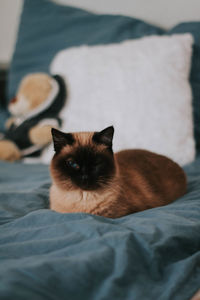 Close-up of cat lying on bed