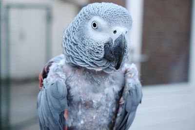 Close-up portrait of parrot
