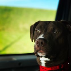 Close-up portrait of dog