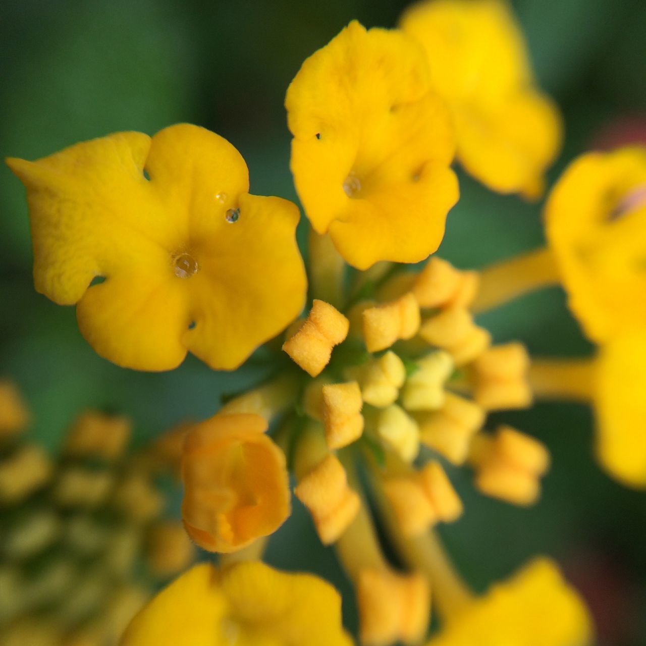 CLOSE-UP OF YELLOW FLOWERS