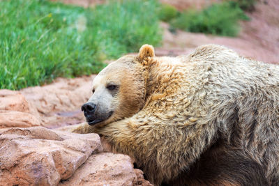 Close-up of bear