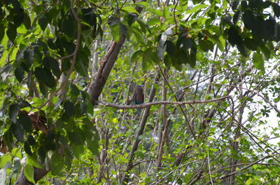 View of a tree in a forest