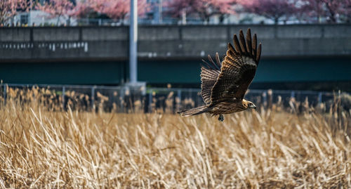 Bird flying in a field