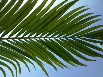 Low angle view of palm trees