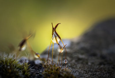 Close-up of plant growing on field