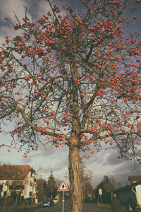 Low angle view of tree against sky