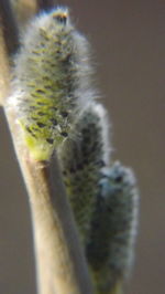 Close-up of flower against blurred background