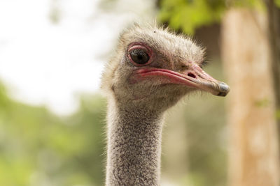 ostrich