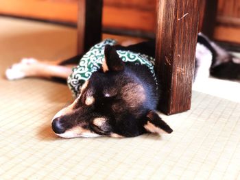 Close-up of dog sleeping on floor