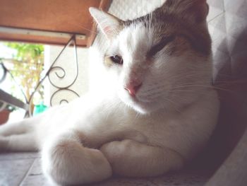 Close-up of cat relaxing on floor